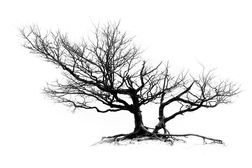 Minimalism by Roy IJpelaar