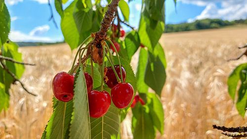 Rijpe kersen in de vroege zomer - genieten van de natuur aan de rand van het veld