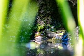 Frog duet at the garden pond by Your Happy Life