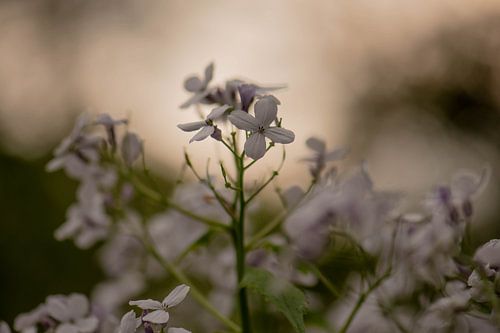 dunkle Frühlingsblüte
