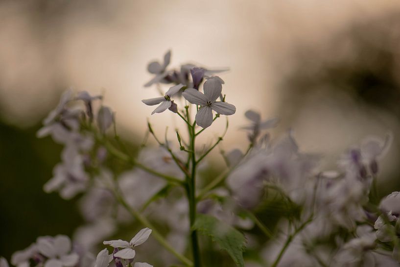 dark spring flower by Tania Perneel