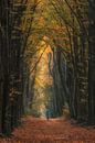Mountainbiker fiets tussen imposante bomen van Moetwil en van Dijk - Fotografie thumbnail