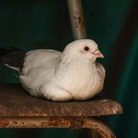 Colombe blanche sur une chaise vintage sur Sanne Groen