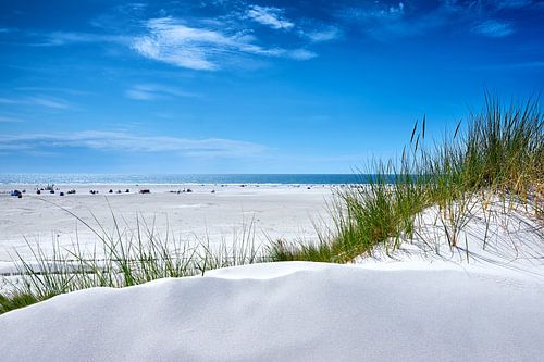 Amrum
