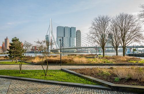 Het park aan de voet van de Erasmusbrug in Rotterdam