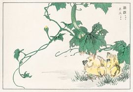 Illustration de poussin par Numata Kashu sur Studio POPPY