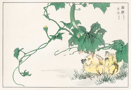 Kuiken illustratie door Numata Kashu