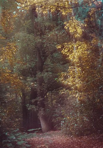 Renkums Beekdal part 16