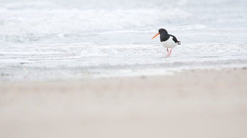 Scholekster aan de kust