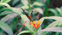 Schmetterling in Mangrove