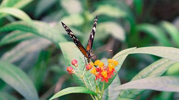 Vlinder in Mangrove