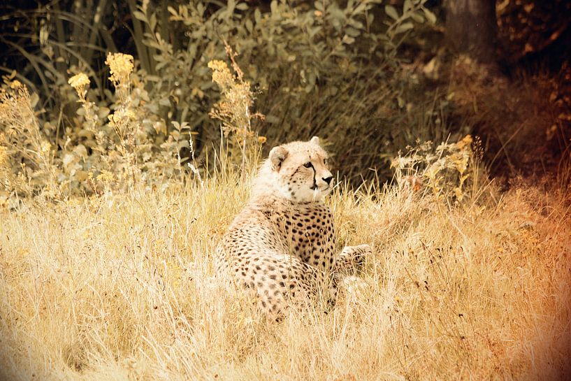 roofdier cheeta  par Thamara Janssen
