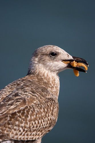 Meeuw met een zeester