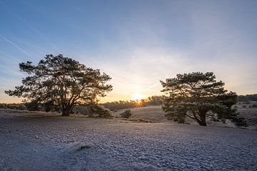 Grove dennen tijdens zonopkomst op de berijpte heide van John van de Gazelle fotografie