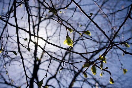 Spring!
