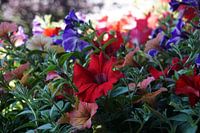 Bunte Pflanzen (Petunien) im Sommer