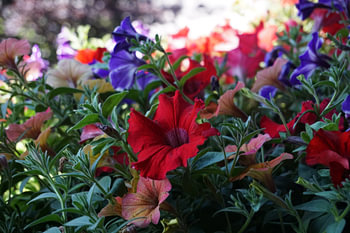 Kleurige planten (petunia) in de zomer