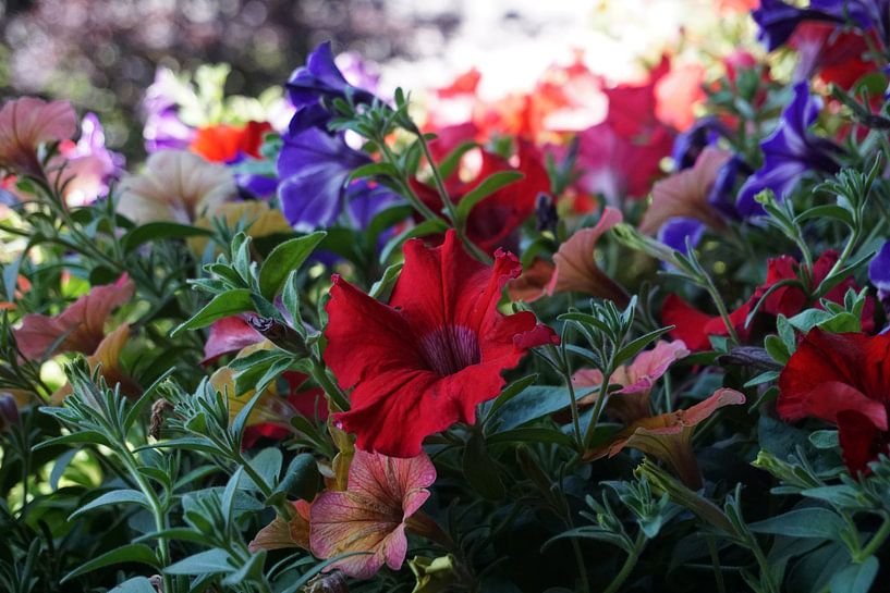 Colourful plants (petunia) in summer by Kelly Alblas
