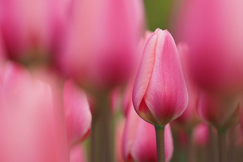 Roze tulpenveld van Astrid Brouwers