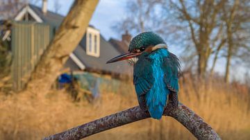 Martin-pêcheur femelle au poste de pêche sur Hans Hut