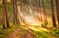Sonnenstrahlen im Wald von Joost Lagerweij Miniaturansicht