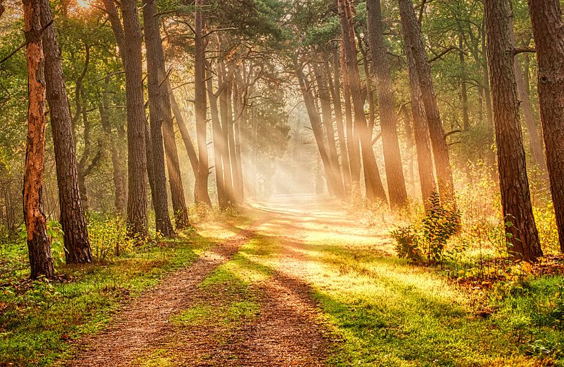 Sonnenstrahlen im Wald von Joost Lagerweij