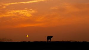 Vache en silhouette pendant le lever du soleil