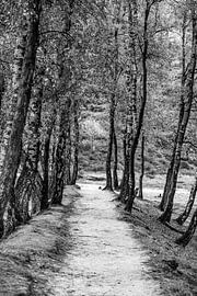 Sand road on the Posbank by Paul Vergeer
