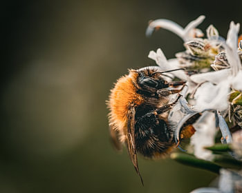 Hummler auf einer Blume