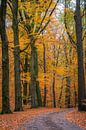 Herbstliche Farbtöne von Laurents ten Voorde Miniaturansicht