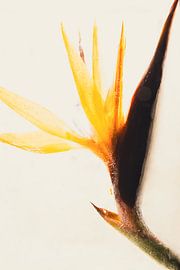 Strelitzia in ice 3