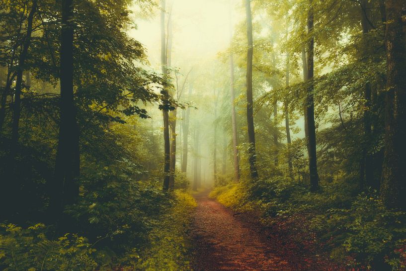 Mystical forest in the mist by Dirk Wüstenhagen