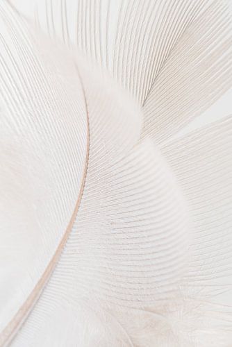 Motif de lignes abstraites apaisantes : une plume