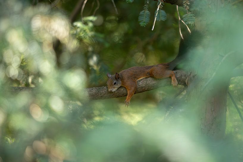 Écureuil au repos par Jasper Kok