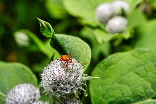 Beautiful macro shot of a bug on a thistle
