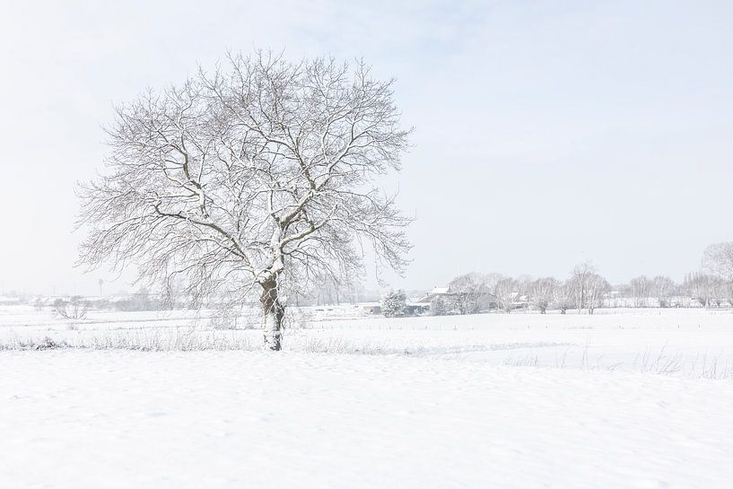 Winter Wonderland by MATTIAS FURNIERE