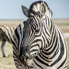 Zebra in Etosha by Alex Neumayer