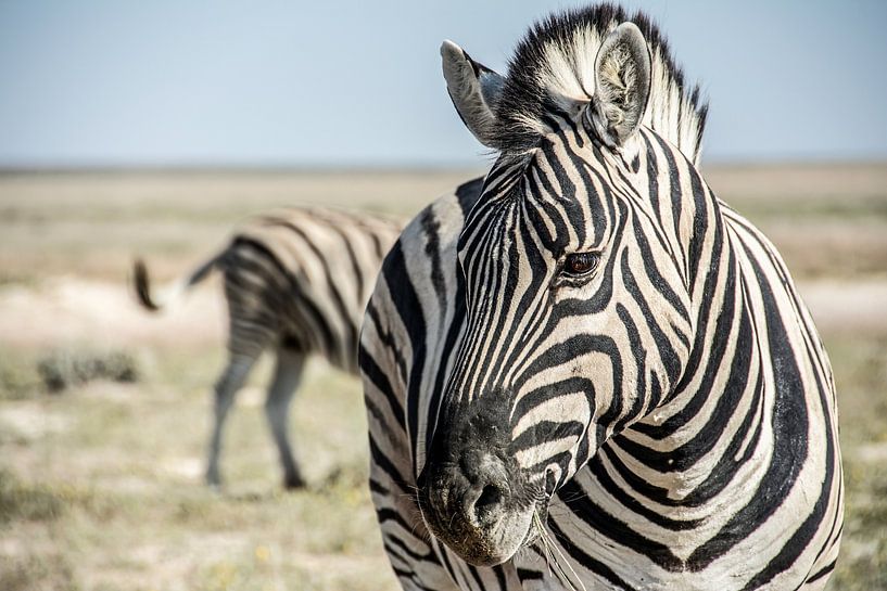 Zebra in Etoscha von Alex Neumayer