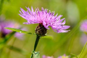 Knöterich, Centaurea jacea