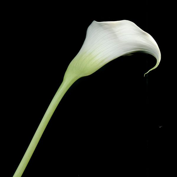 Aron-Kelch (Calla) von Marian Waanders