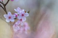 Blüte von Yvon NL Miniaturansicht