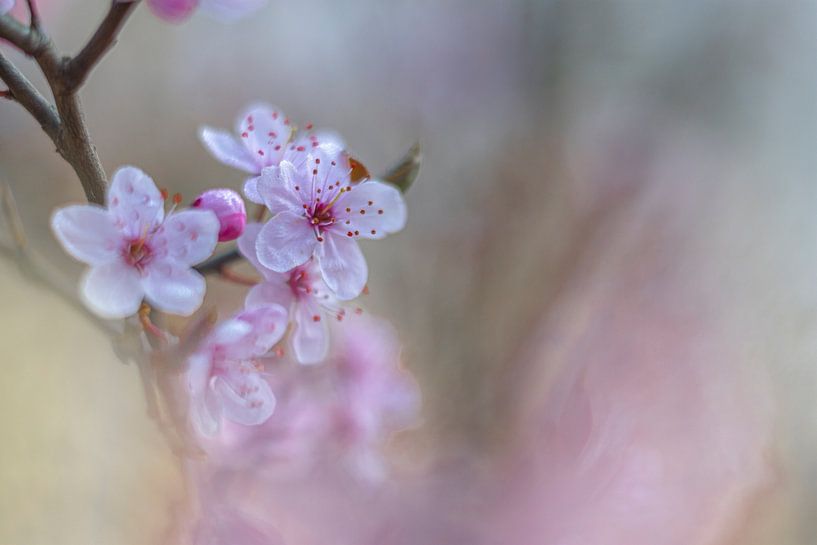 Blüte von Yvon NL