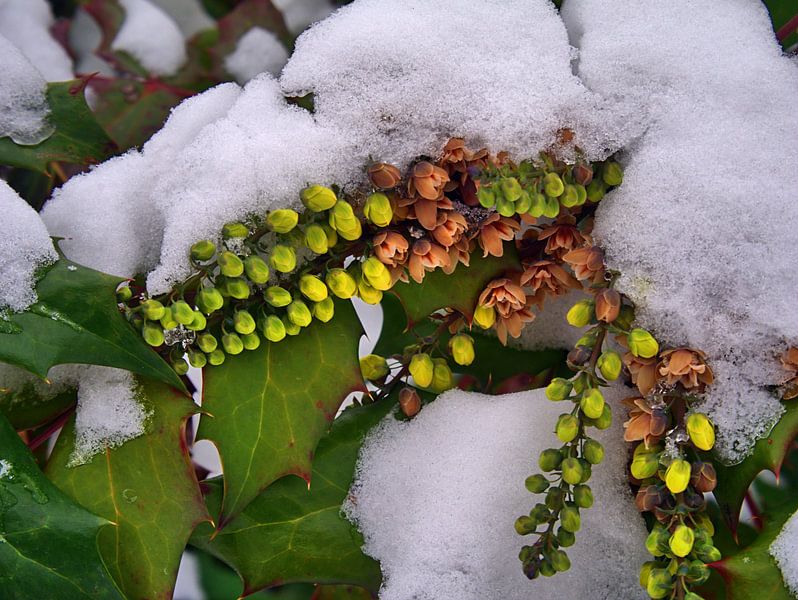 Attirer le printemps par Edgar Schermaul