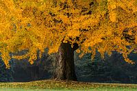 The Orange Tree