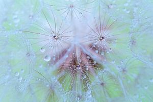 Macro of spent morning star