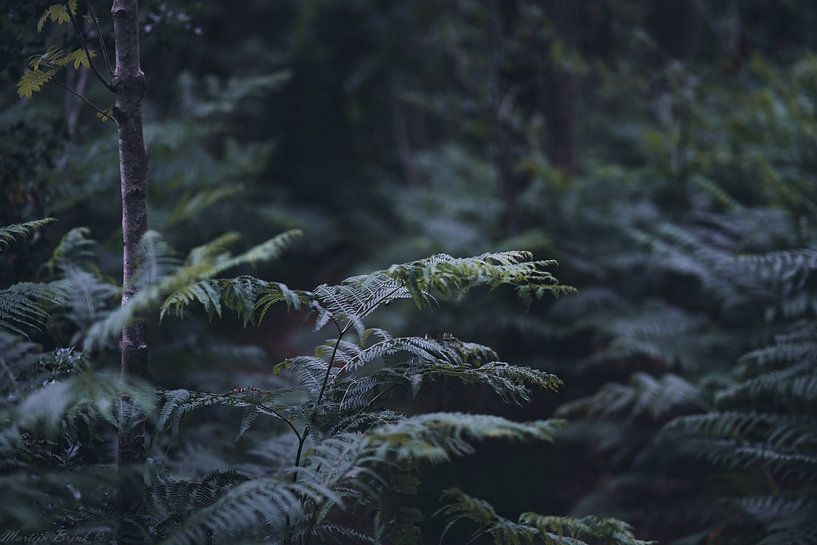 Varens in het bos van Martijn Brink