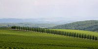 Cipresses between the vineyards by Barbara Brolsma thumbnail