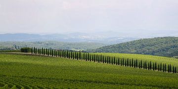 Cipresses entre les vignobles sur Barbara Brolsma