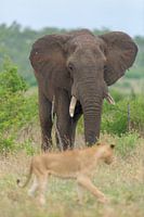 Elephant and Lion
