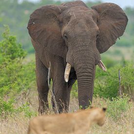 Elefant und Löwe von Francois du Plessis